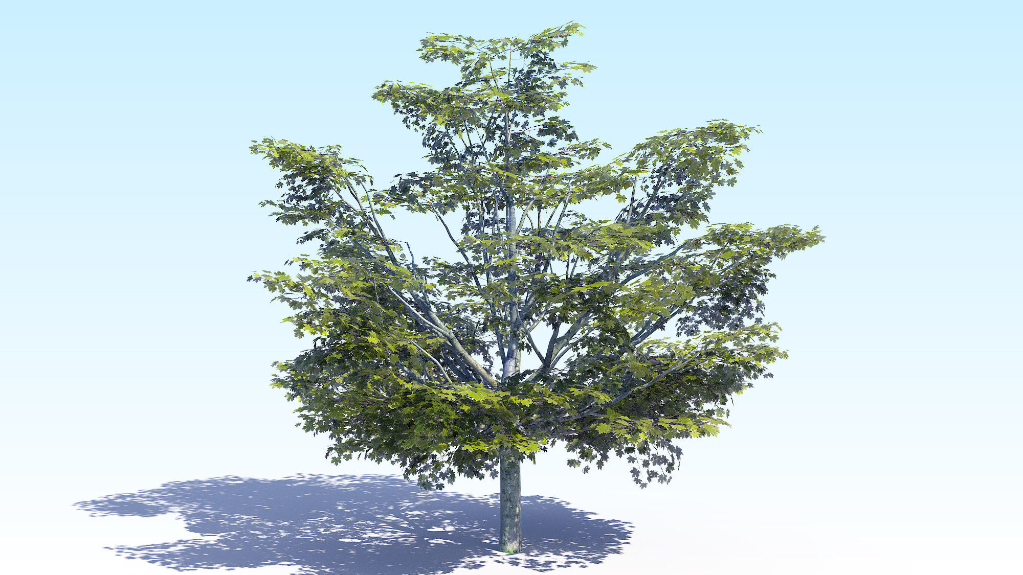 Maple Acer Tree 05 ArchViz 3D model_6