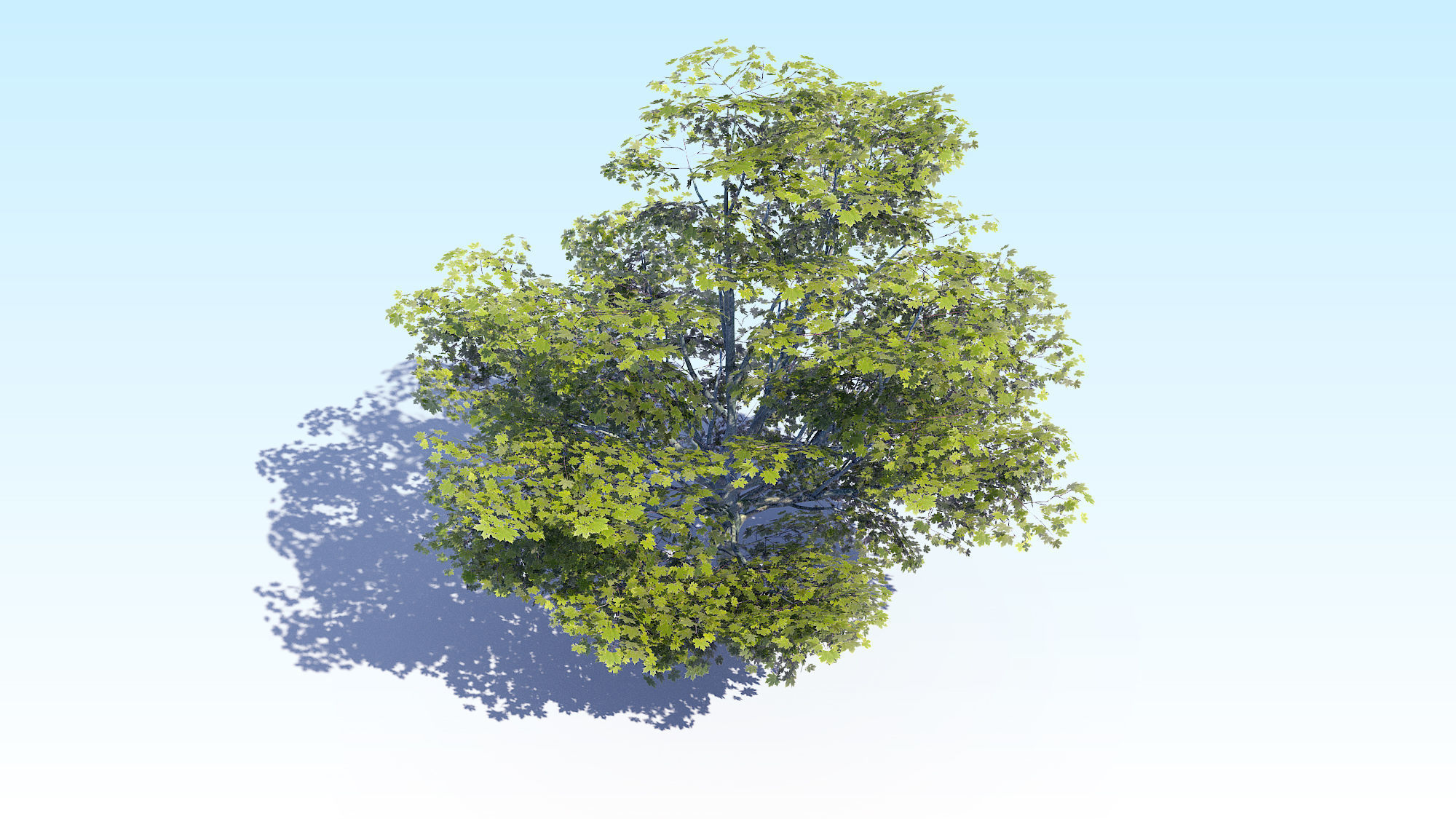 Maple Acer Tree 05 ArchViz 3D model_10