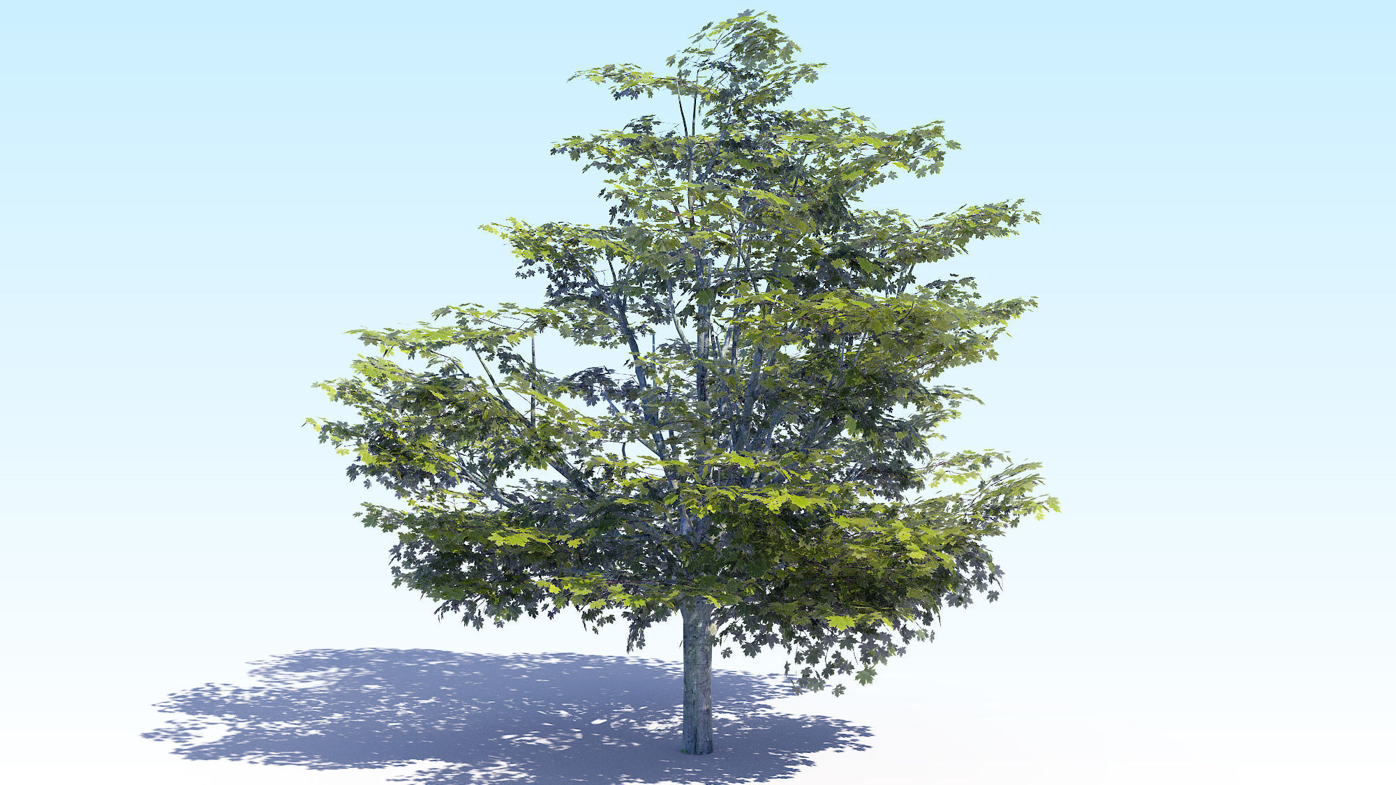 Maple Acer Tree 05 ArchViz 3D model_5