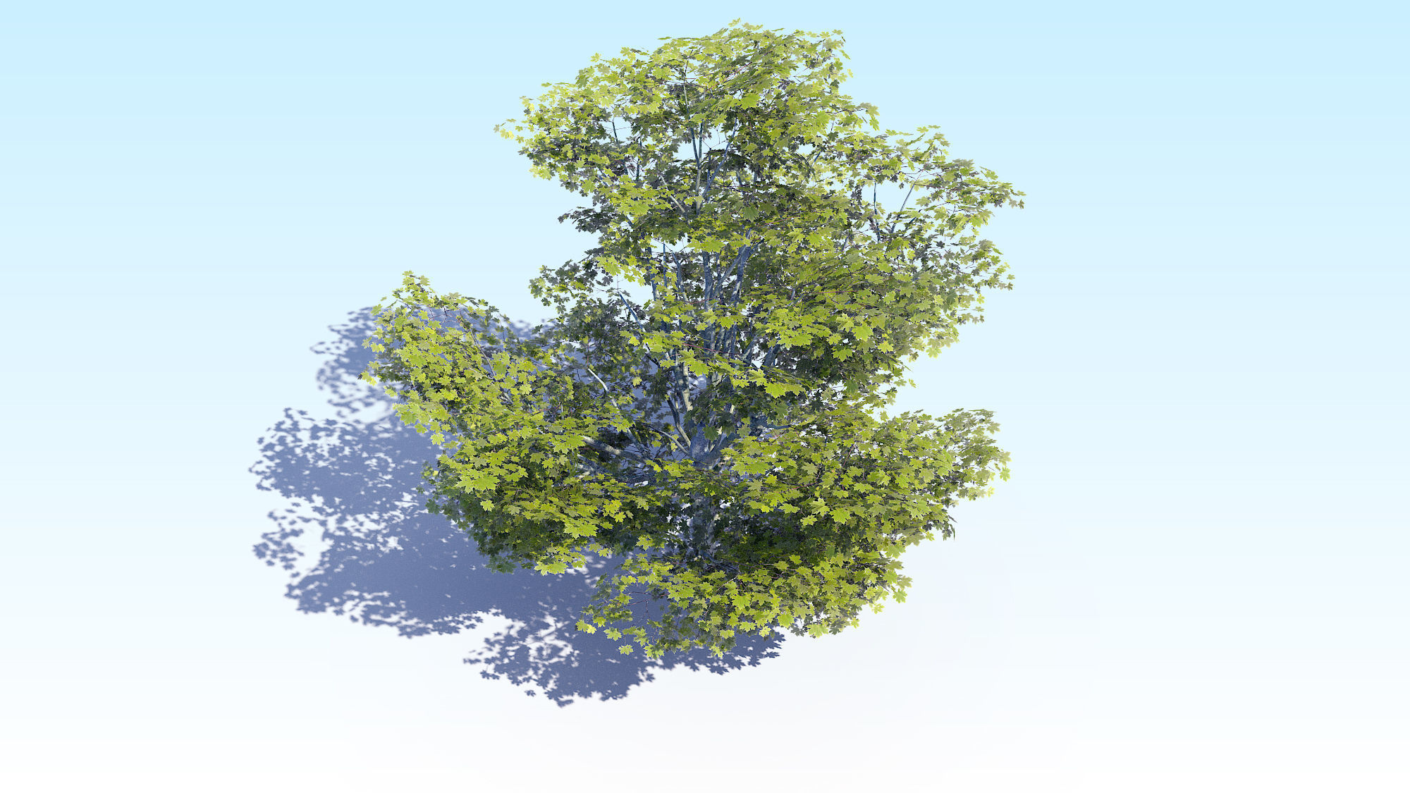 Maple Acer Tree 05 ArchViz 3D model_11