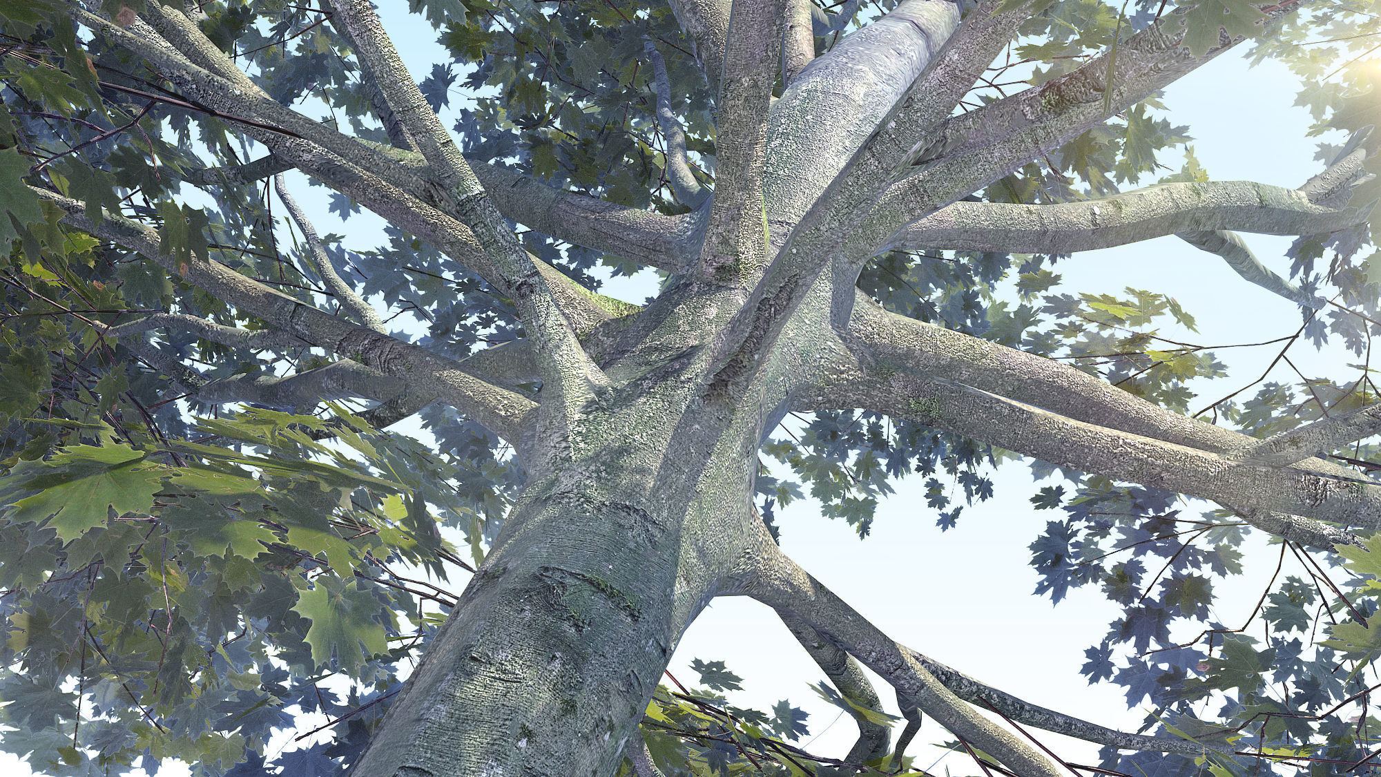 Maple Acer Tree 05 ArchViz 3D model_2