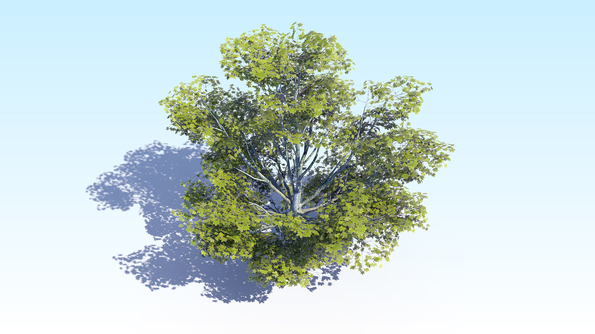 Maple Acer Tree 05 ArchViz 3D model_9