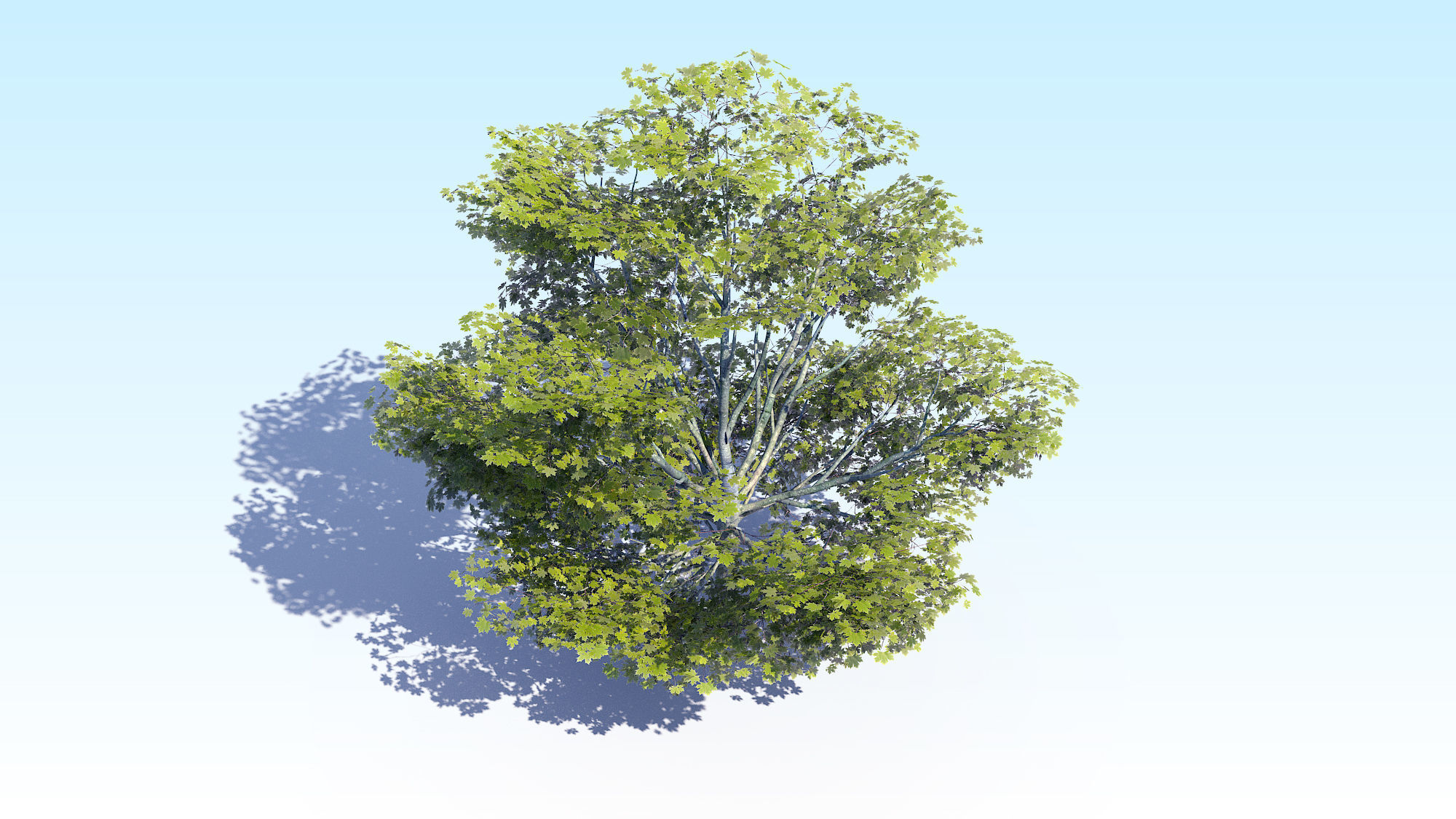 Maple Acer Tree 05 ArchViz 3D model_13