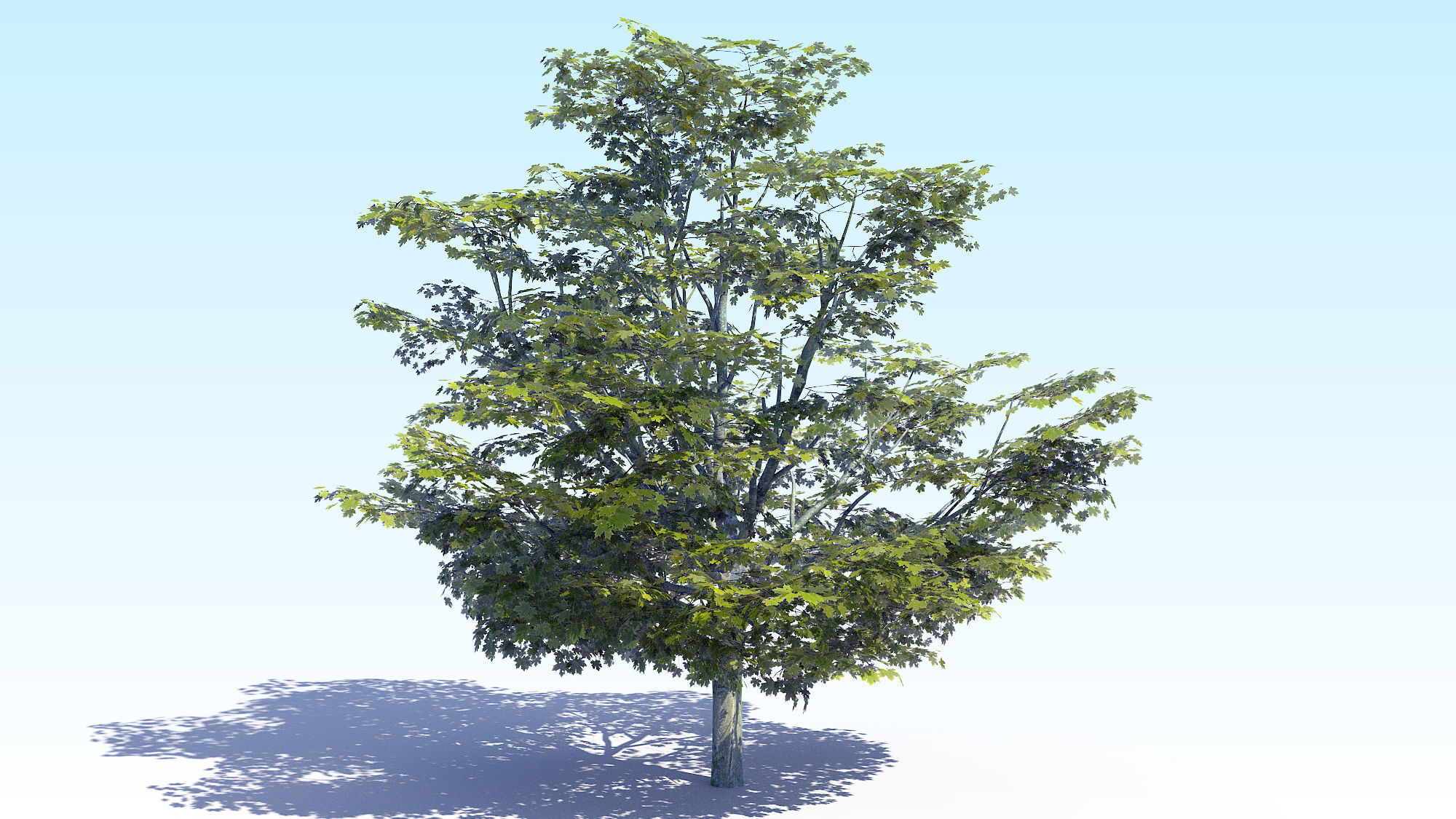 Maple Acer Tree 05 ArchViz 3D model_4