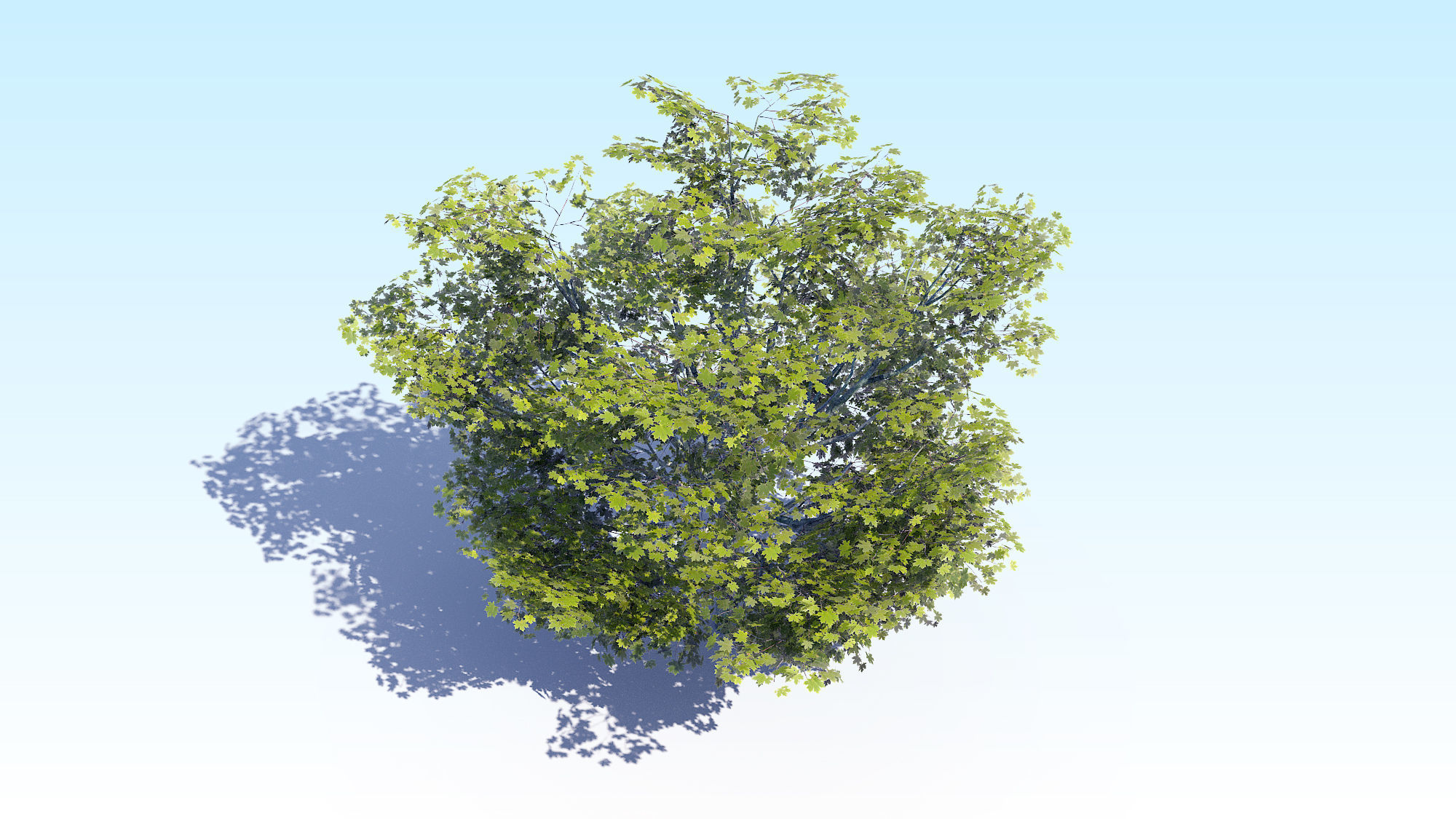 Maple Acer Tree 05 ArchViz 3D model_8