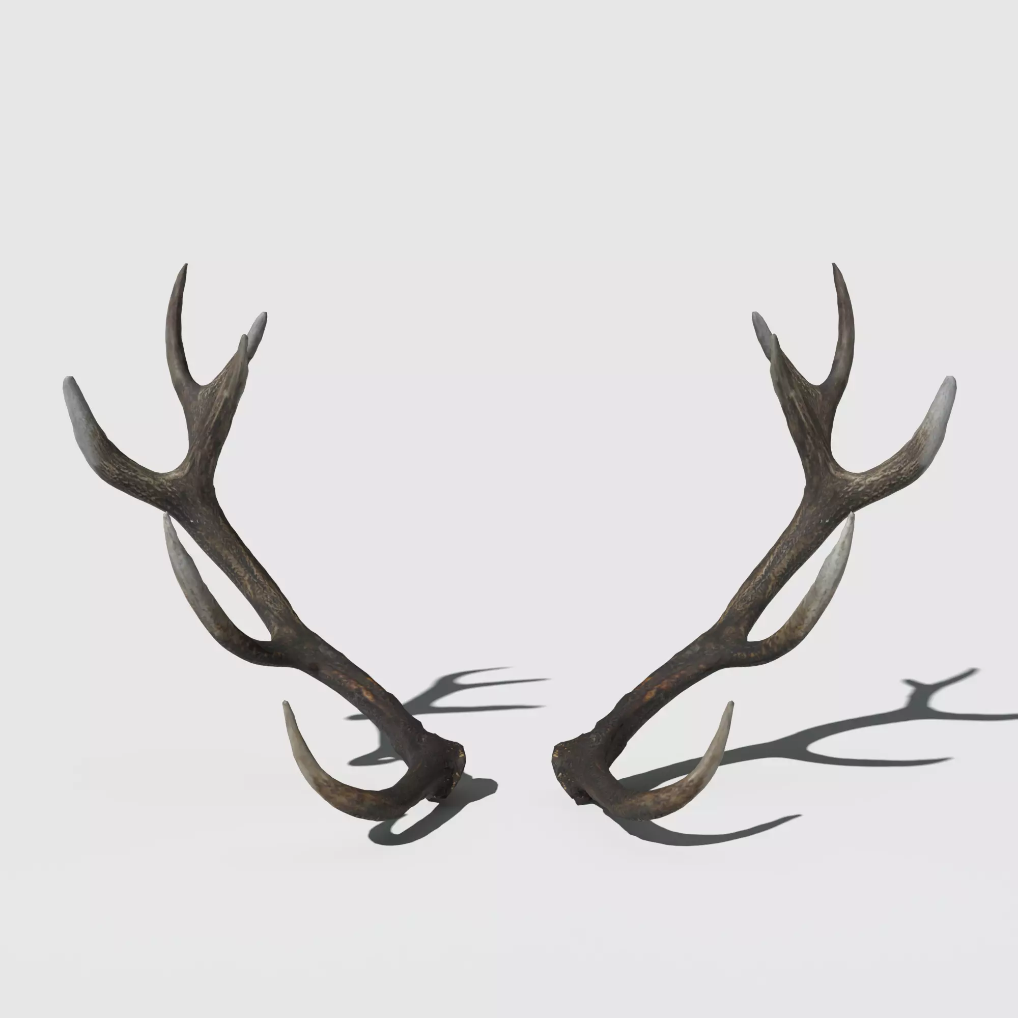 Reed Deer Antlers Scan 3D model
