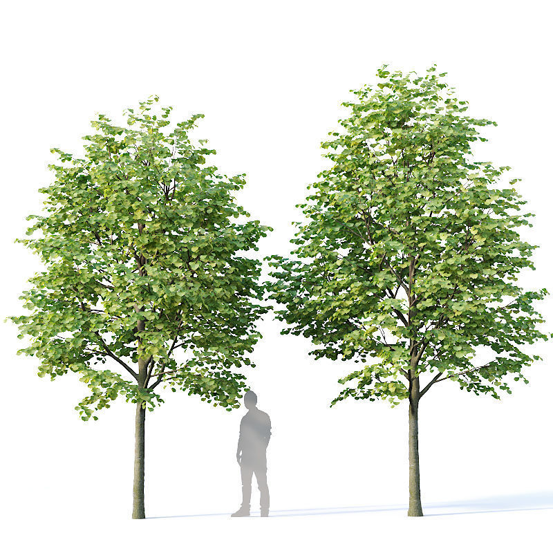Tilia europaea Nr 1  H4-7m Five tree set 3D model_2