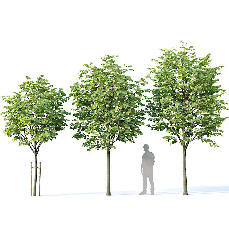 Tilia europaea Nr 1  H4-7m Five tree set 3D model_1