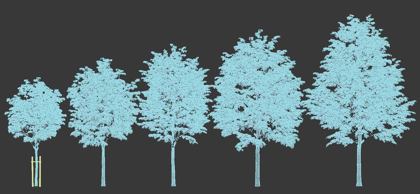 Tilia europaea Nr 1  H4-7m Five tree set 3D model_6
