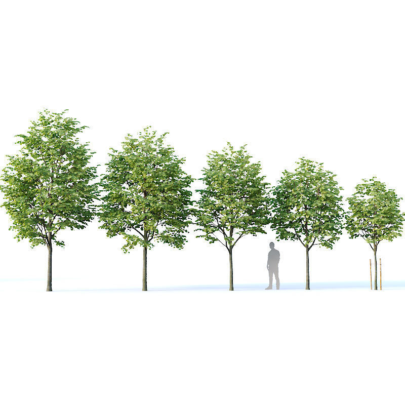 Tilia europaea Nr 1  H4-7m Five tree set 3D model_4
