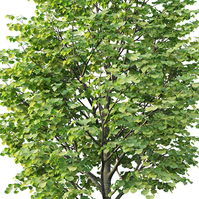 Tilia europaea Nr 1  H4-7m Five tree set 3D model_3