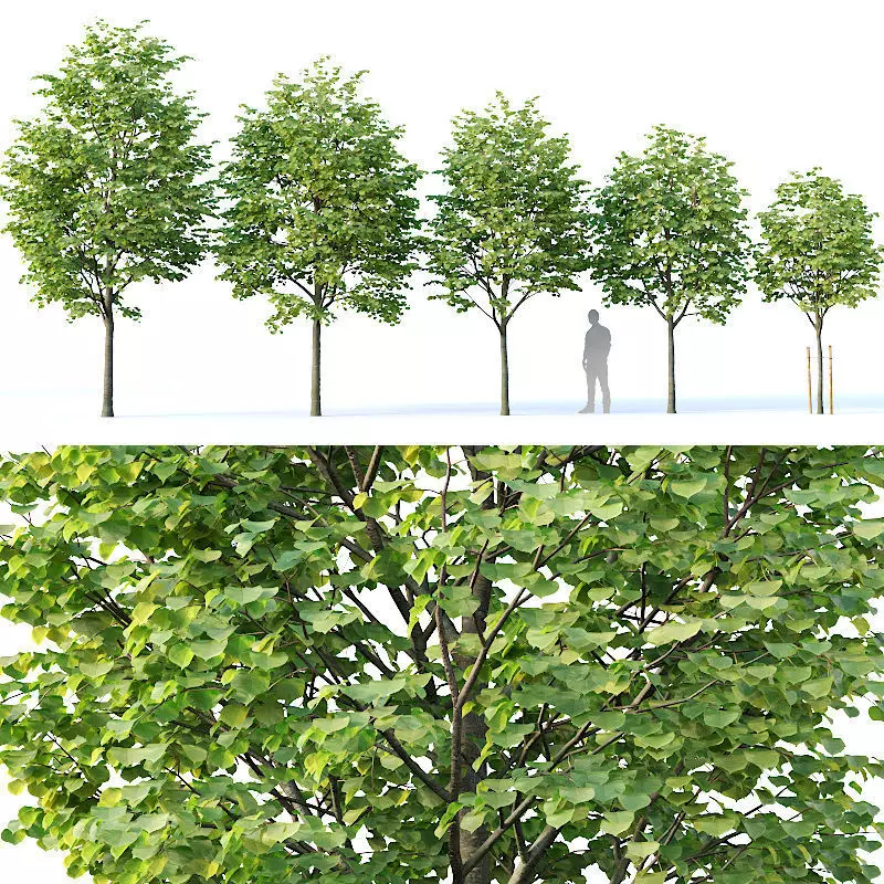 Tilia europaea Nr 1  H4-7m Five tree set 3D model_0