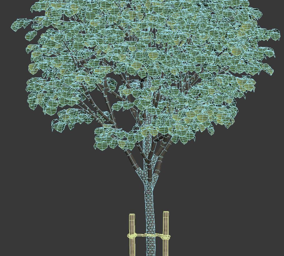 Tilia europaea Nr 1  H4-7m Five tree set 3D model_5
