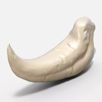 Raptor Claw 3D model