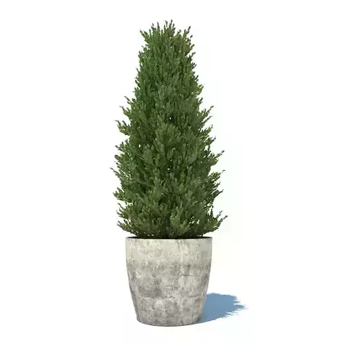 boxwood cypress tree in pot