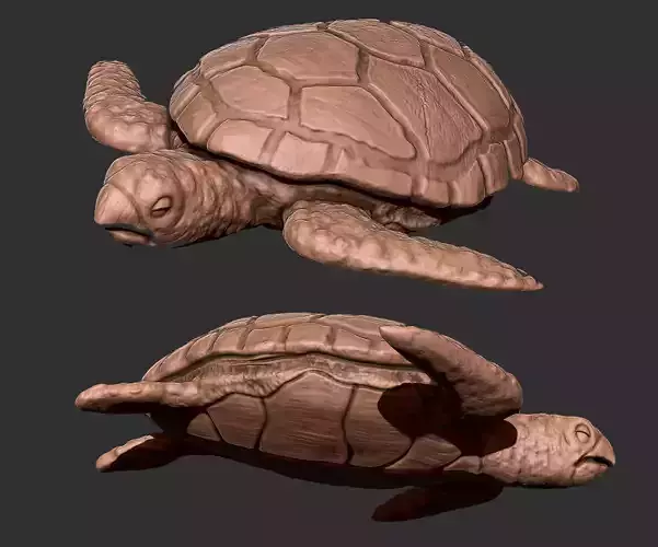 Turtle Low-poly 3D model