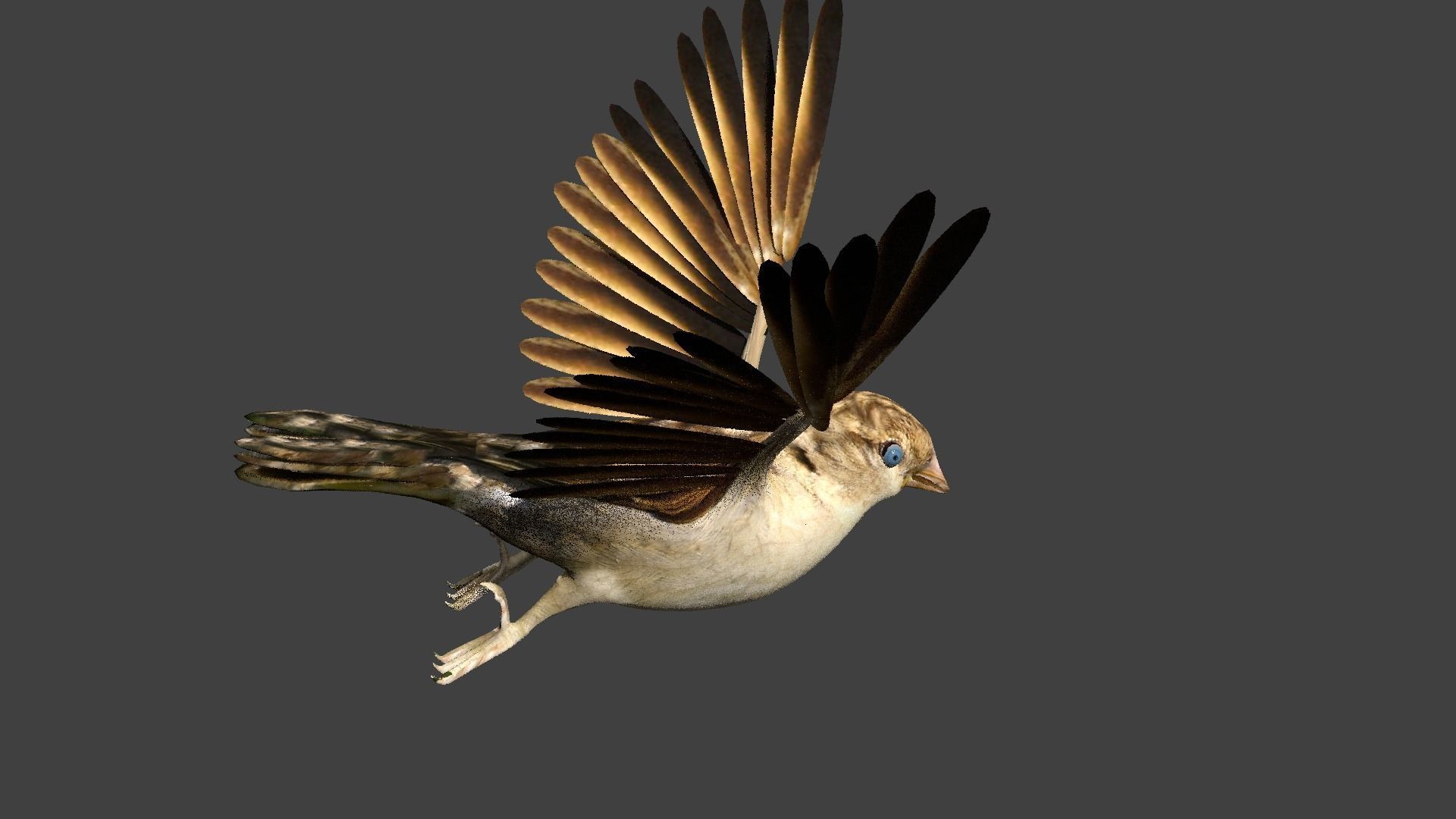 sparrow bird flying in air 3D model_3