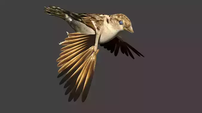 sparrow bird flying in air 3D model