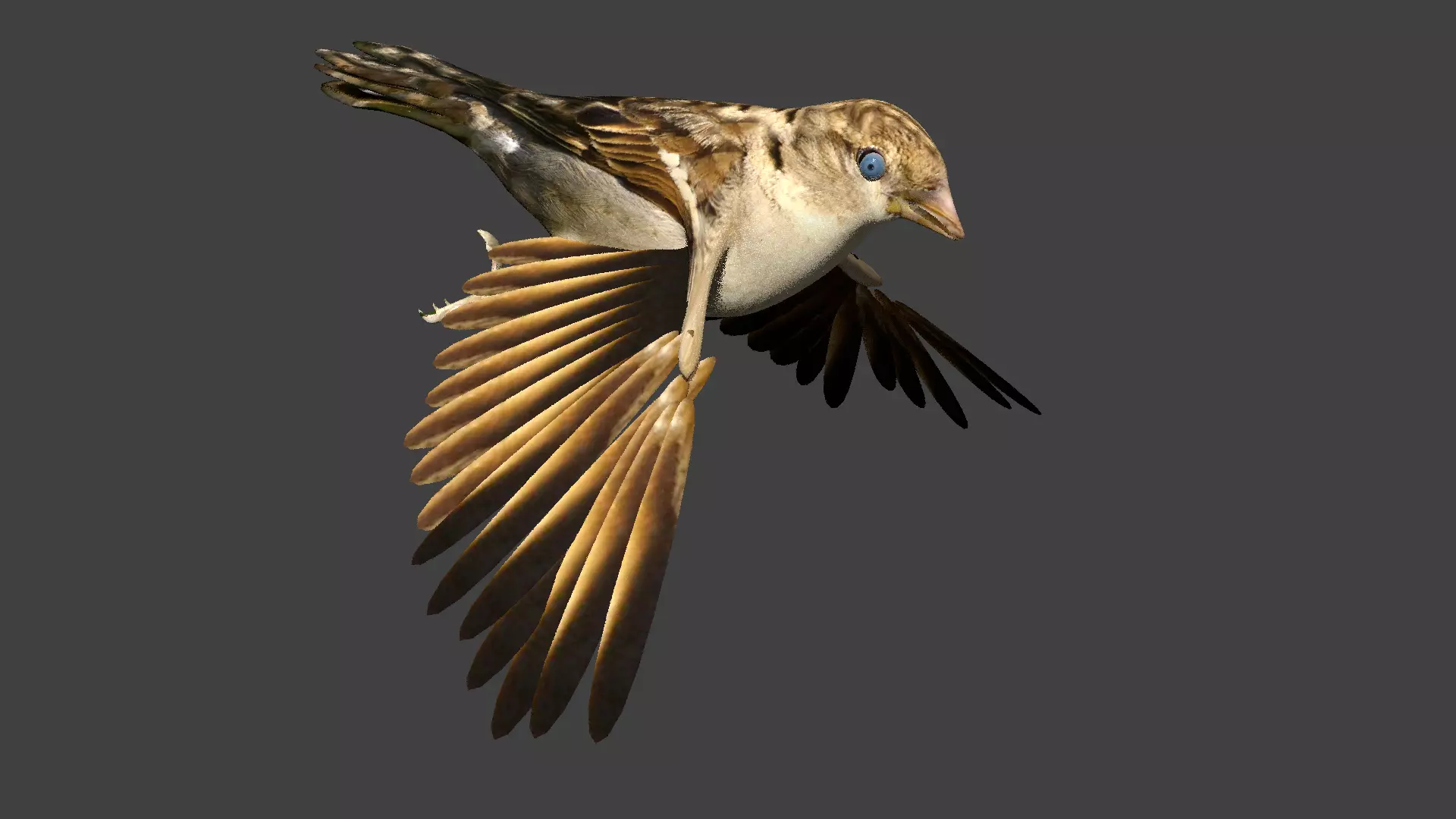 sparrow bird flying in air 3D model_0
