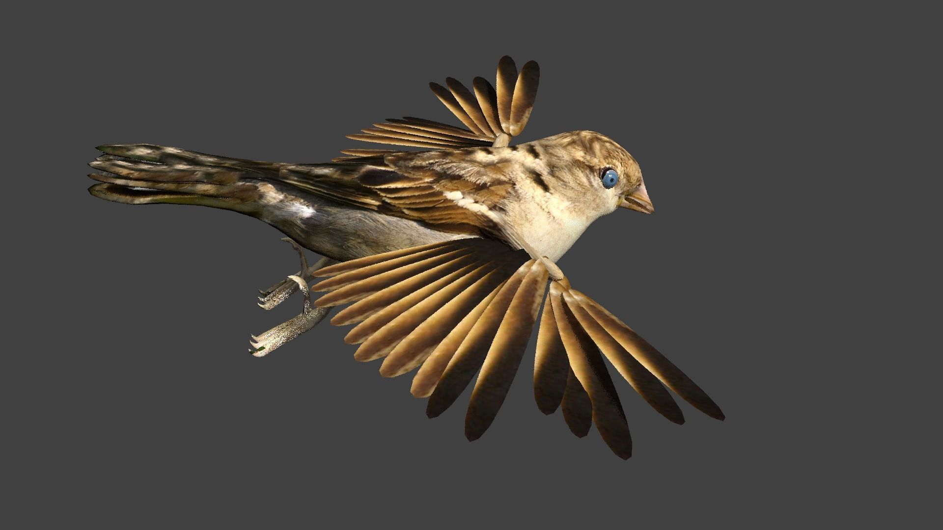 sparrow bird flying in air 3D model_4
