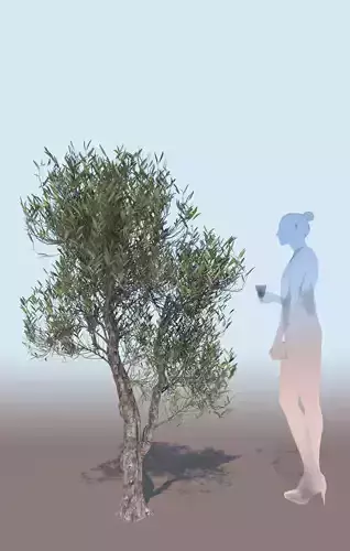 Olea europaea olive tree decorative A 3D model