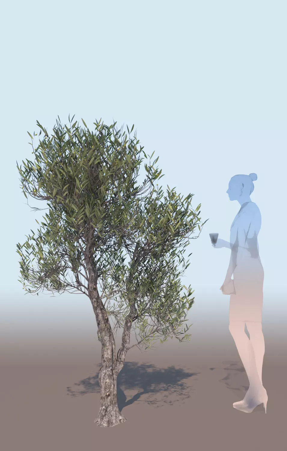 Olea europaea olive tree decorative A 3D model_0
