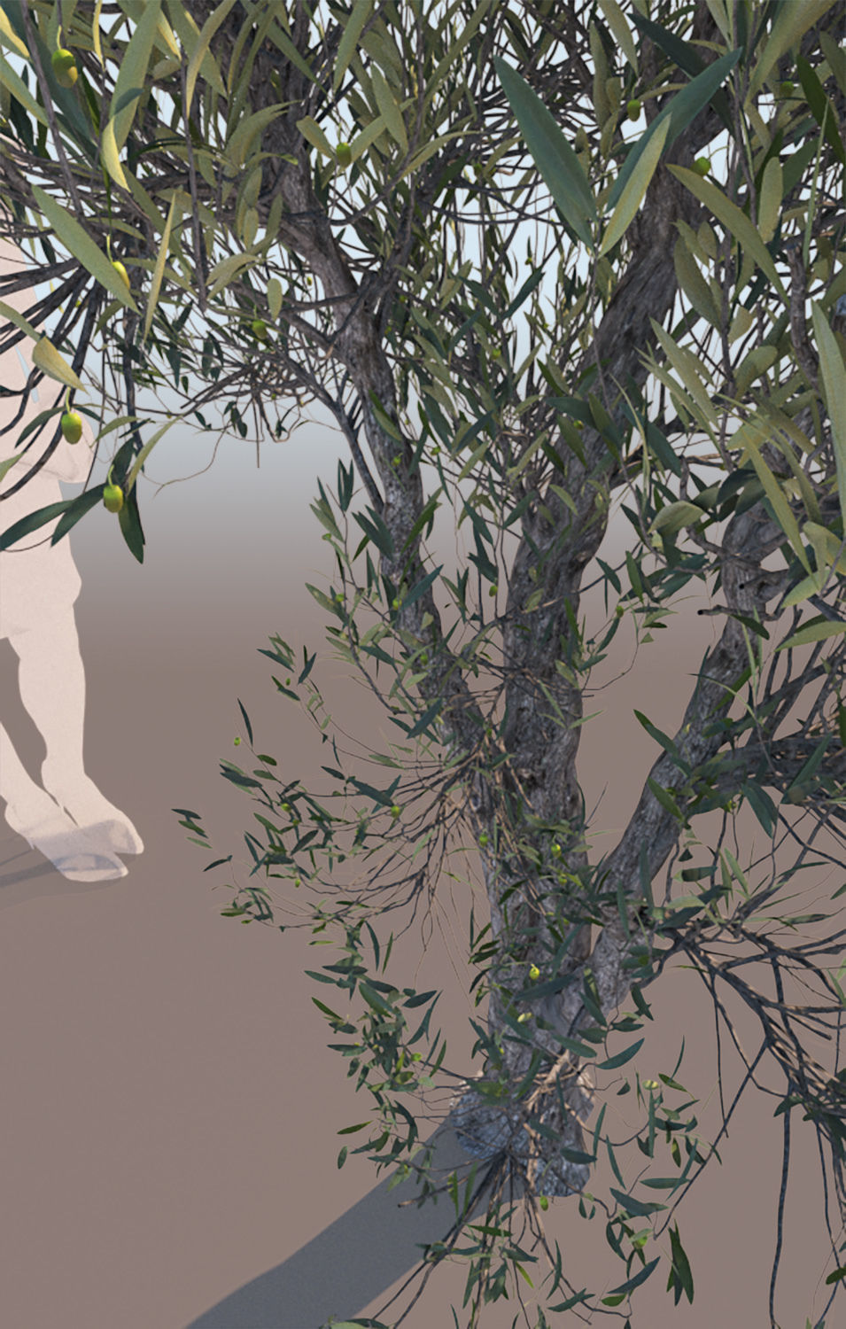 Olea europaea olive tree decorative A 3D model_4