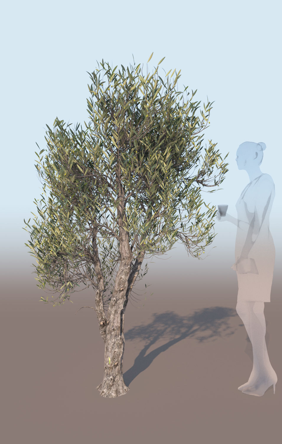 Olea europaea olive tree decorative A 3D model_3