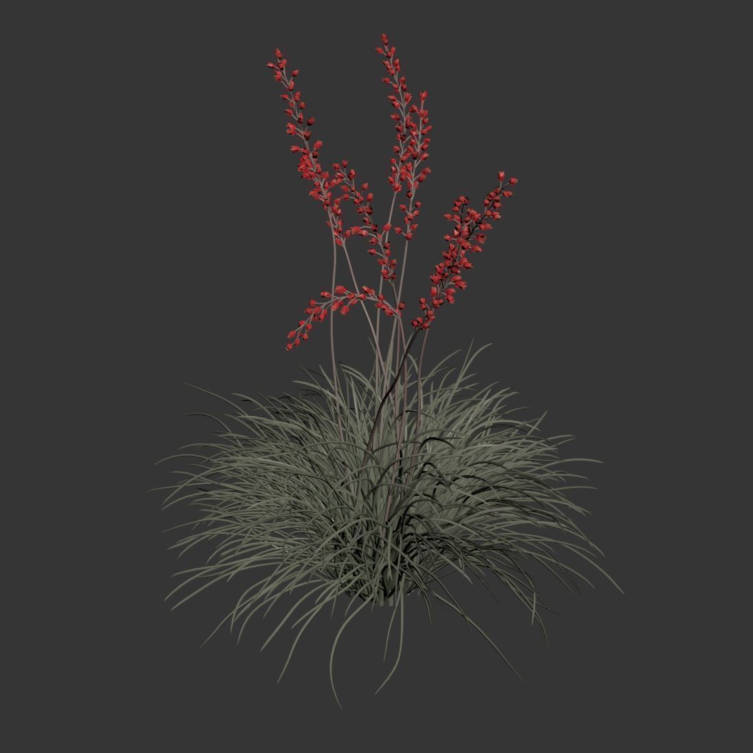 Hesperaloe Parviflora - Red Yucca 3D model_7