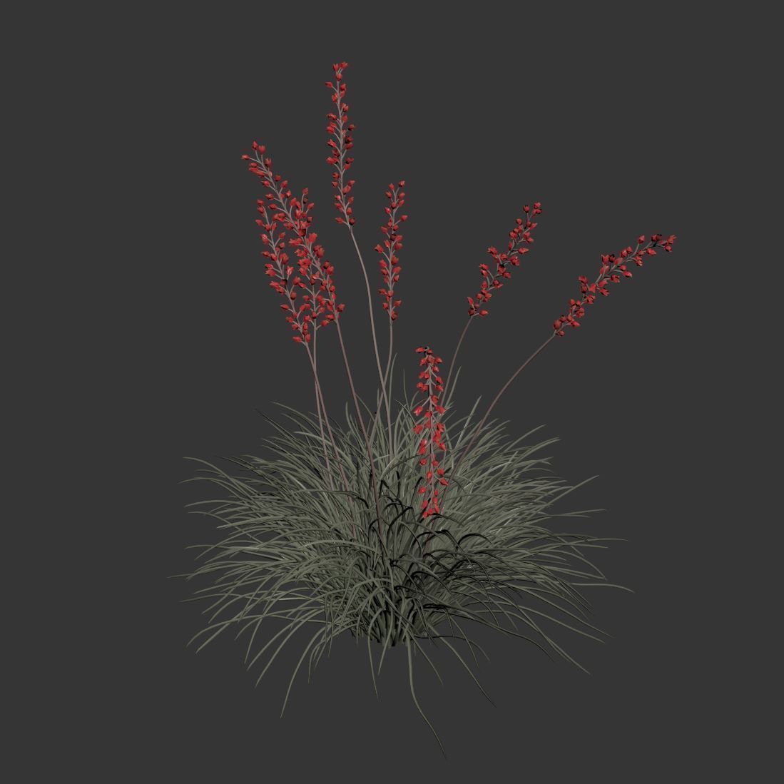 Hesperaloe Parviflora - Red Yucca 3D model_9