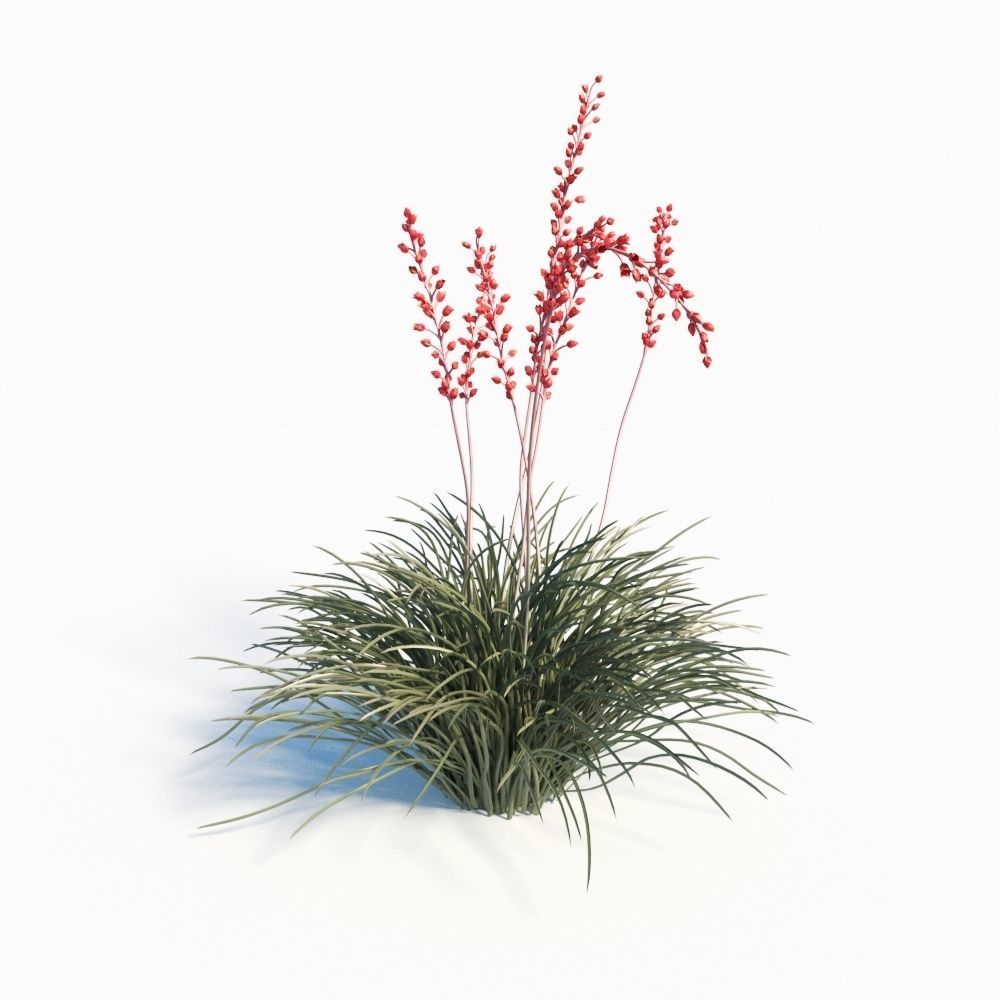 Hesperaloe Parviflora - Red Yucca 3D model_3