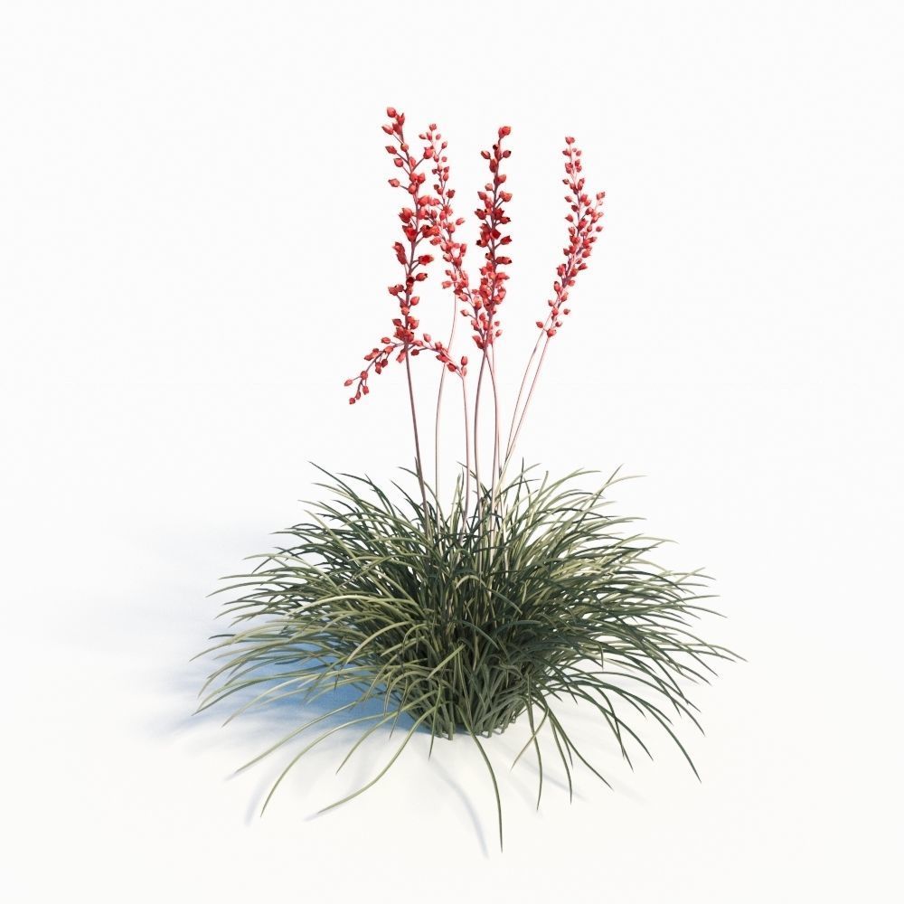 Hesperaloe Parviflora - Red Yucca 3D model_4