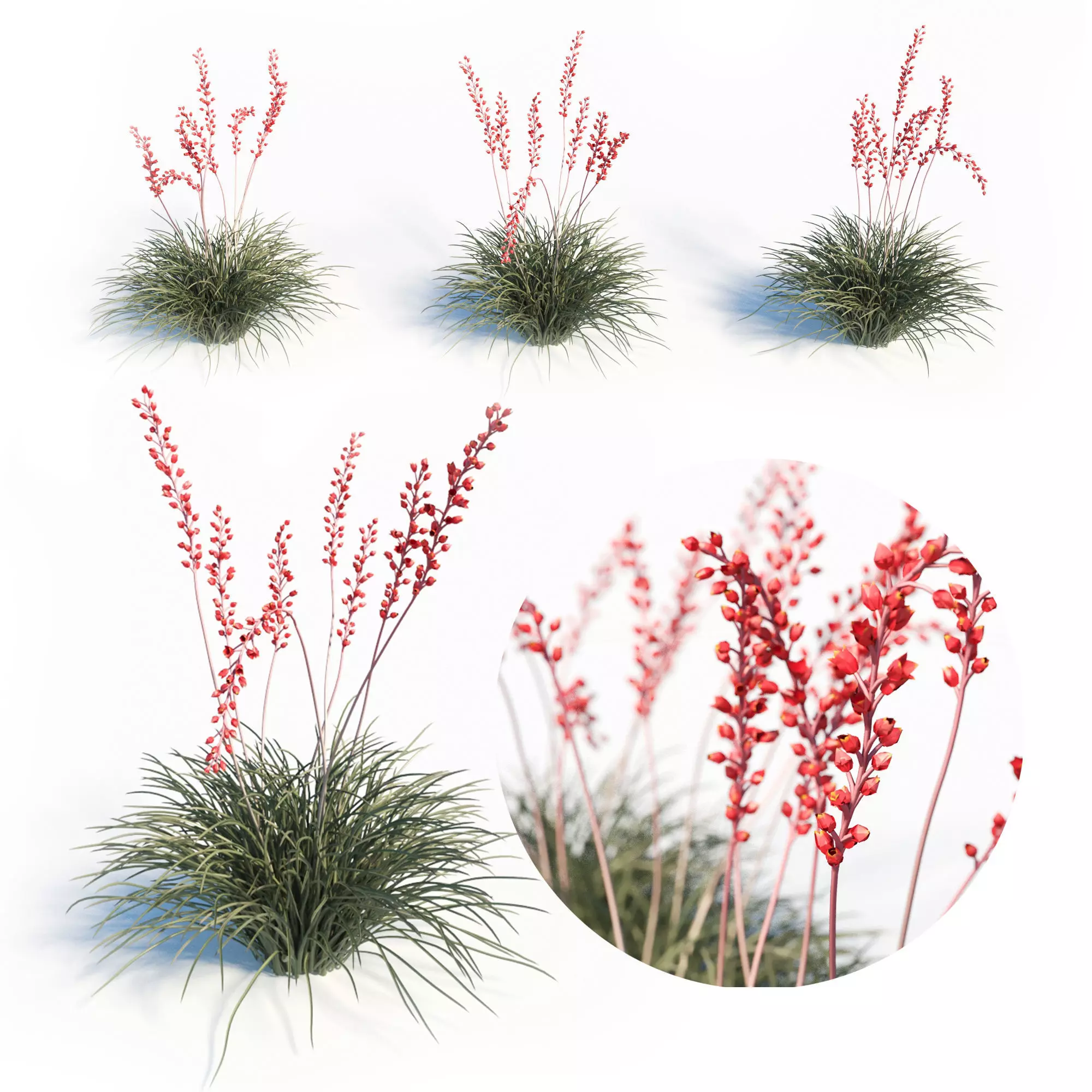 Hesperaloe Parviflora - Red Yucca 3D model_0