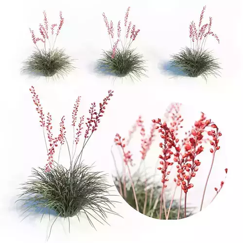 Hesperaloe Parviflora - Red Yucca 3D model