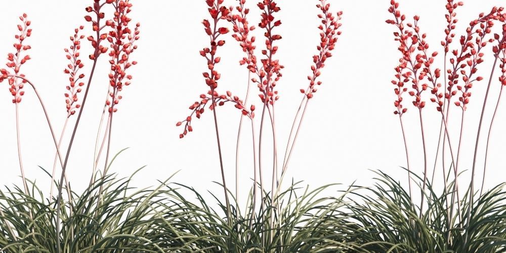 Hesperaloe Parviflora - Red Yucca 3D model_5