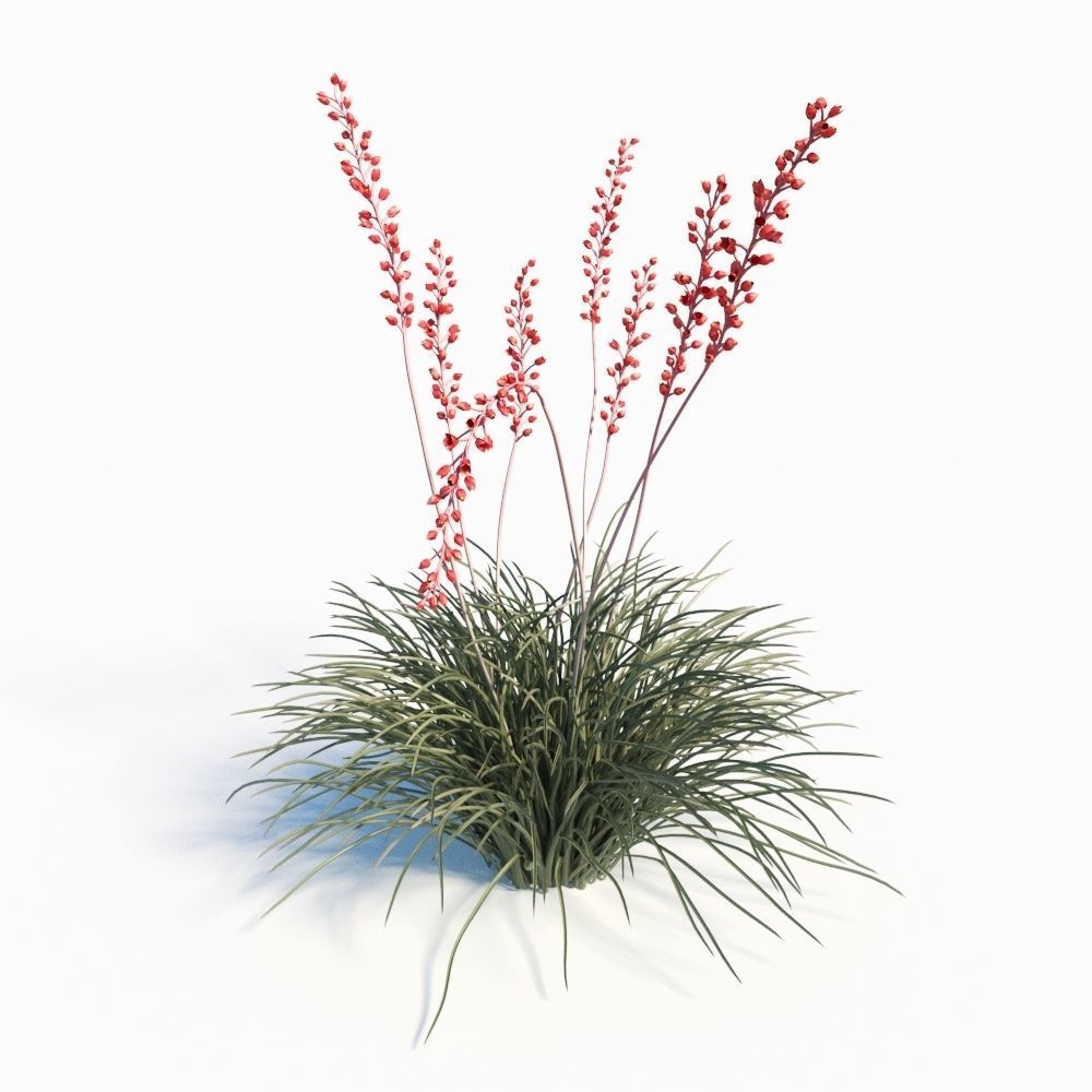Hesperaloe Parviflora - Red Yucca 3D model_2