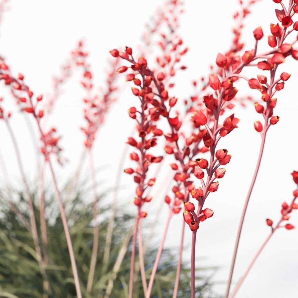 Hesperaloe Parviflora - Red Yucca 3D model_6