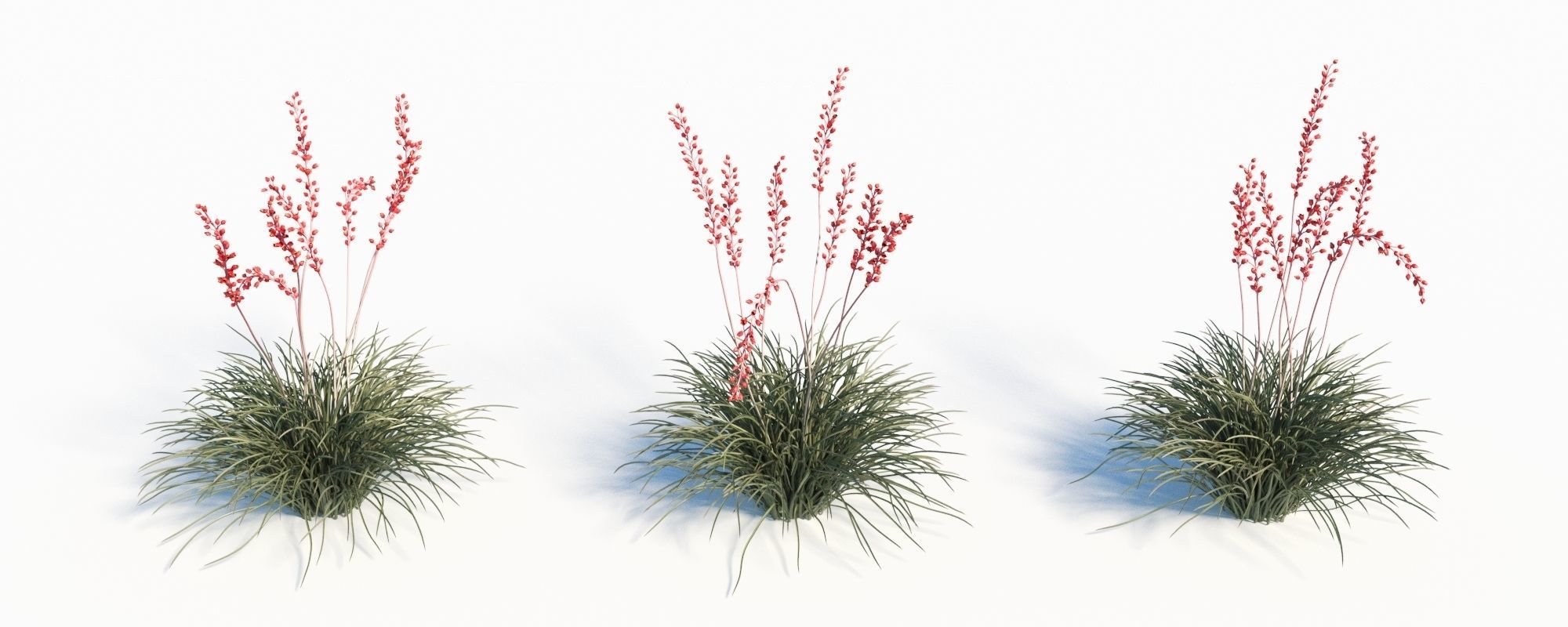Hesperaloe Parviflora - Red Yucca 3D model_1