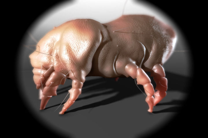 Dust Mite 3D model_1