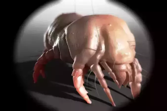 Dust Mite 3D model