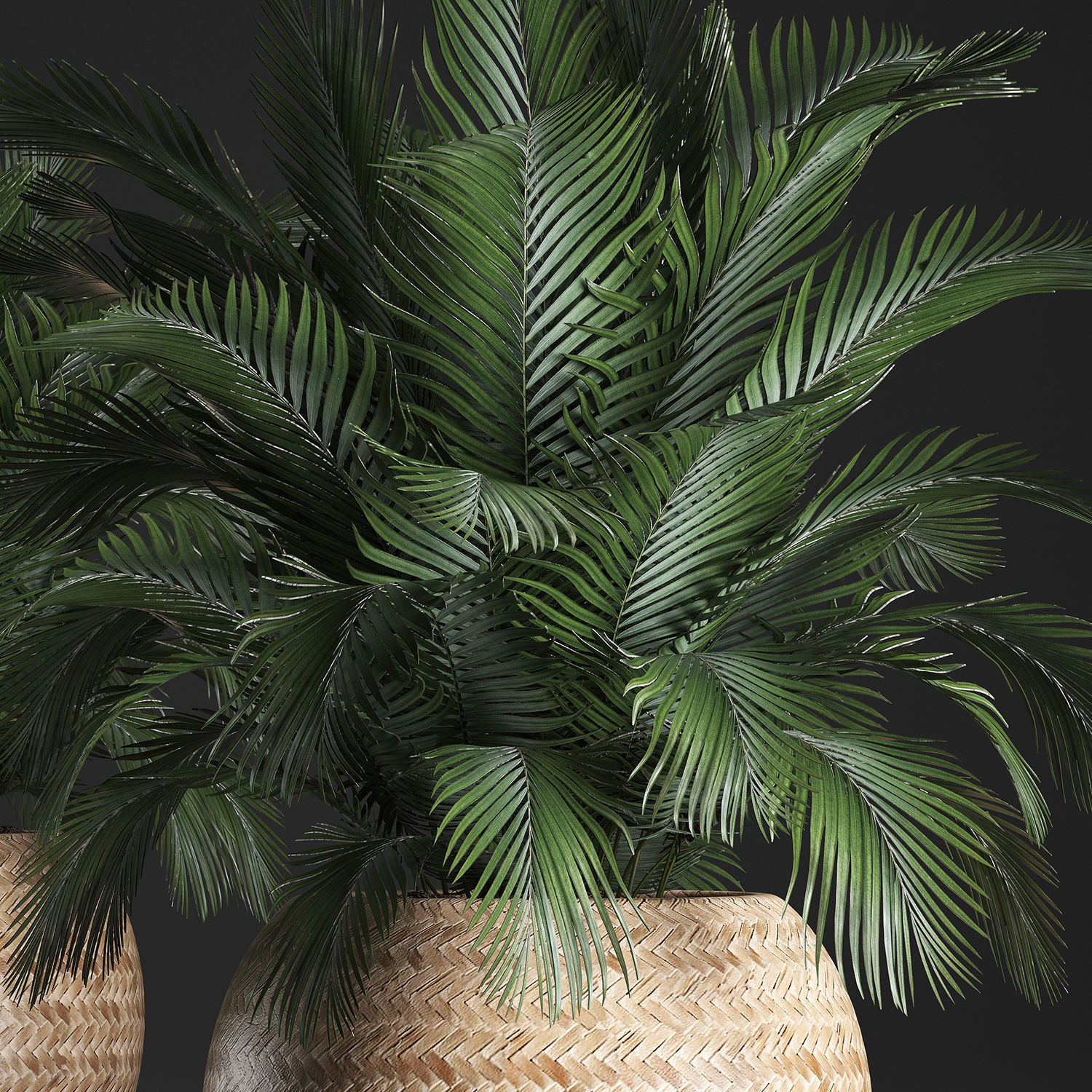 Decorative palm tree in a pot 3D model_4