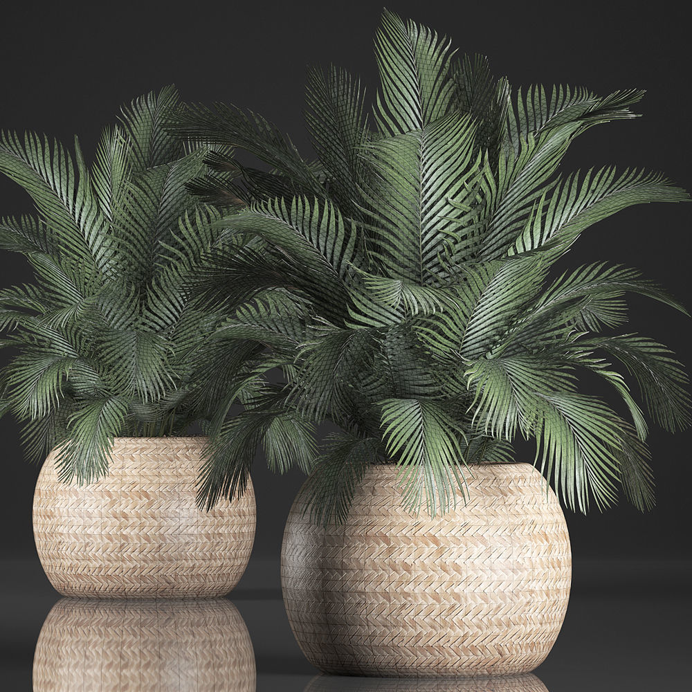 Decorative palm tree in a pot 3D model_6