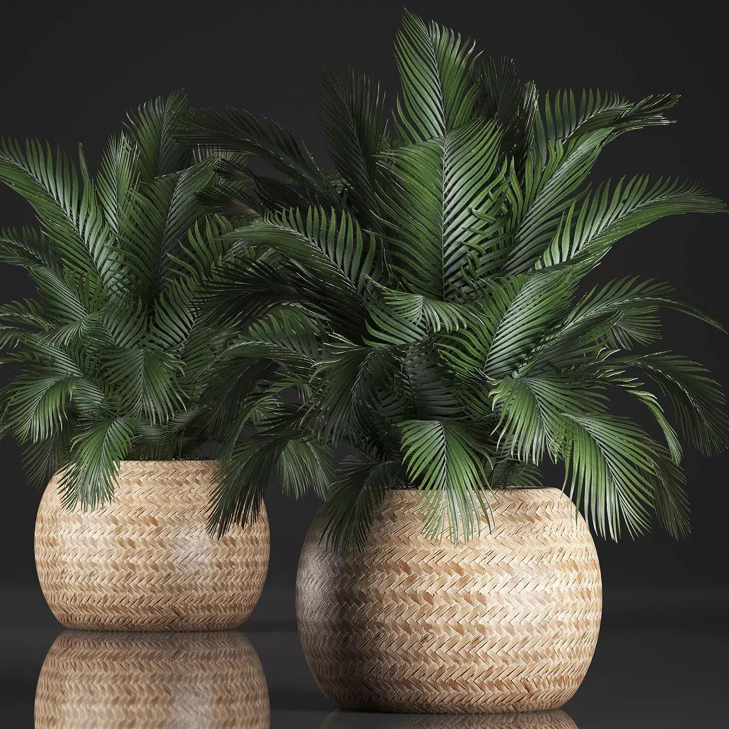 Decorative palm tree in a pot 3D model_0