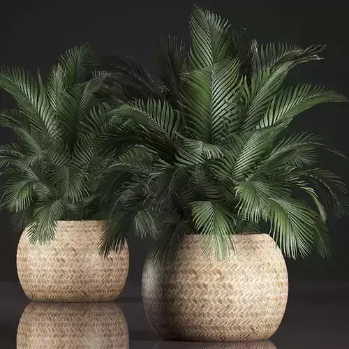 Decorative palm tree in a pot