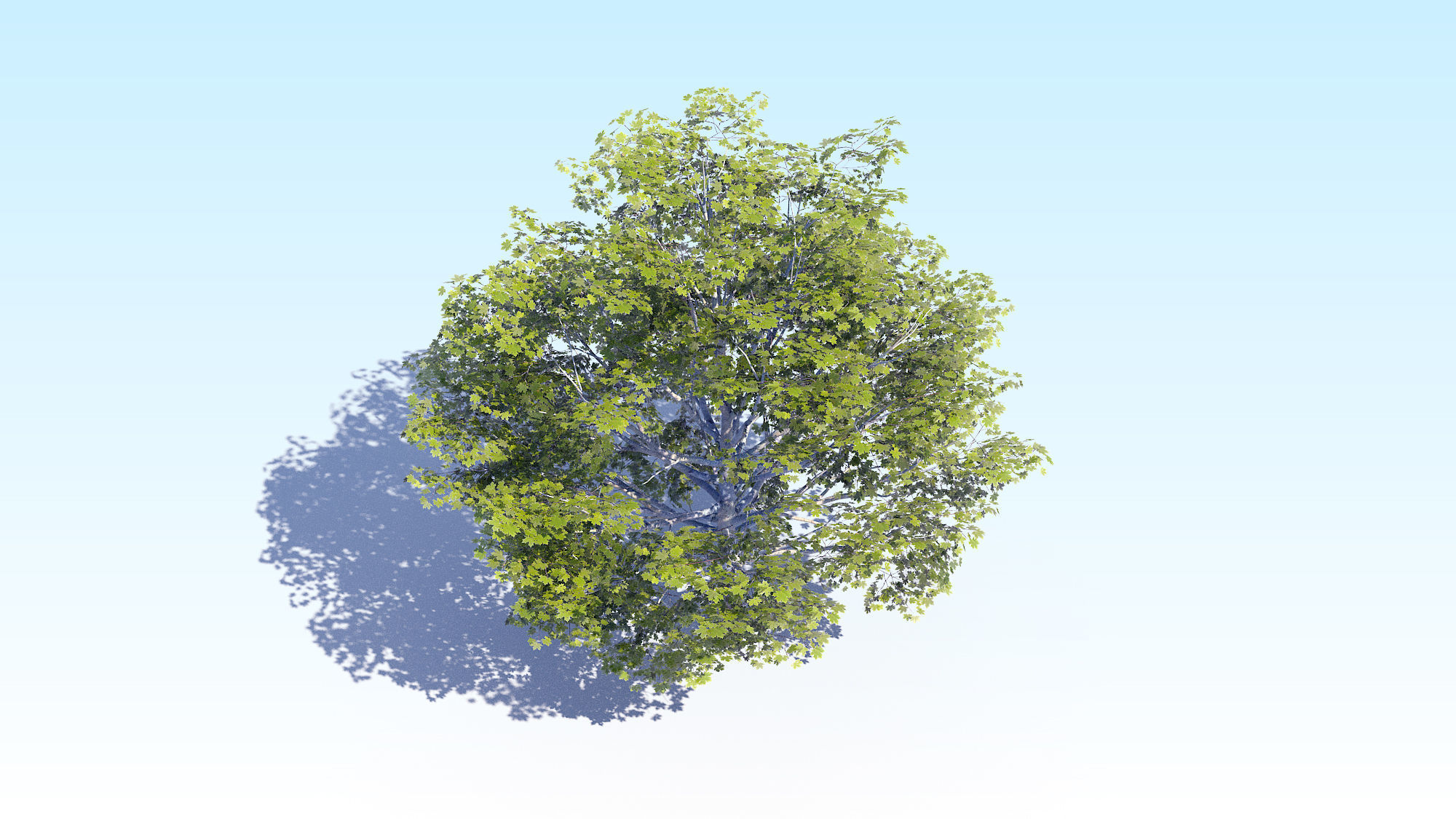 Maple Acer Tree 06 ArchViz 3D model_12