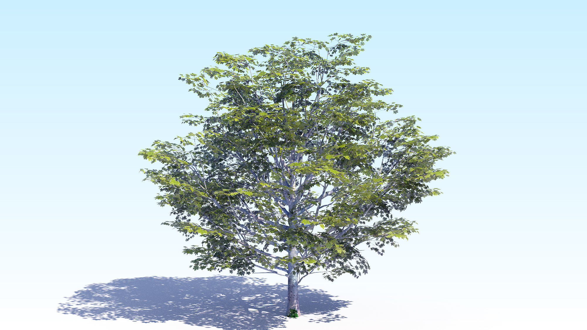 Maple Acer Tree 06 ArchViz 3D model_1