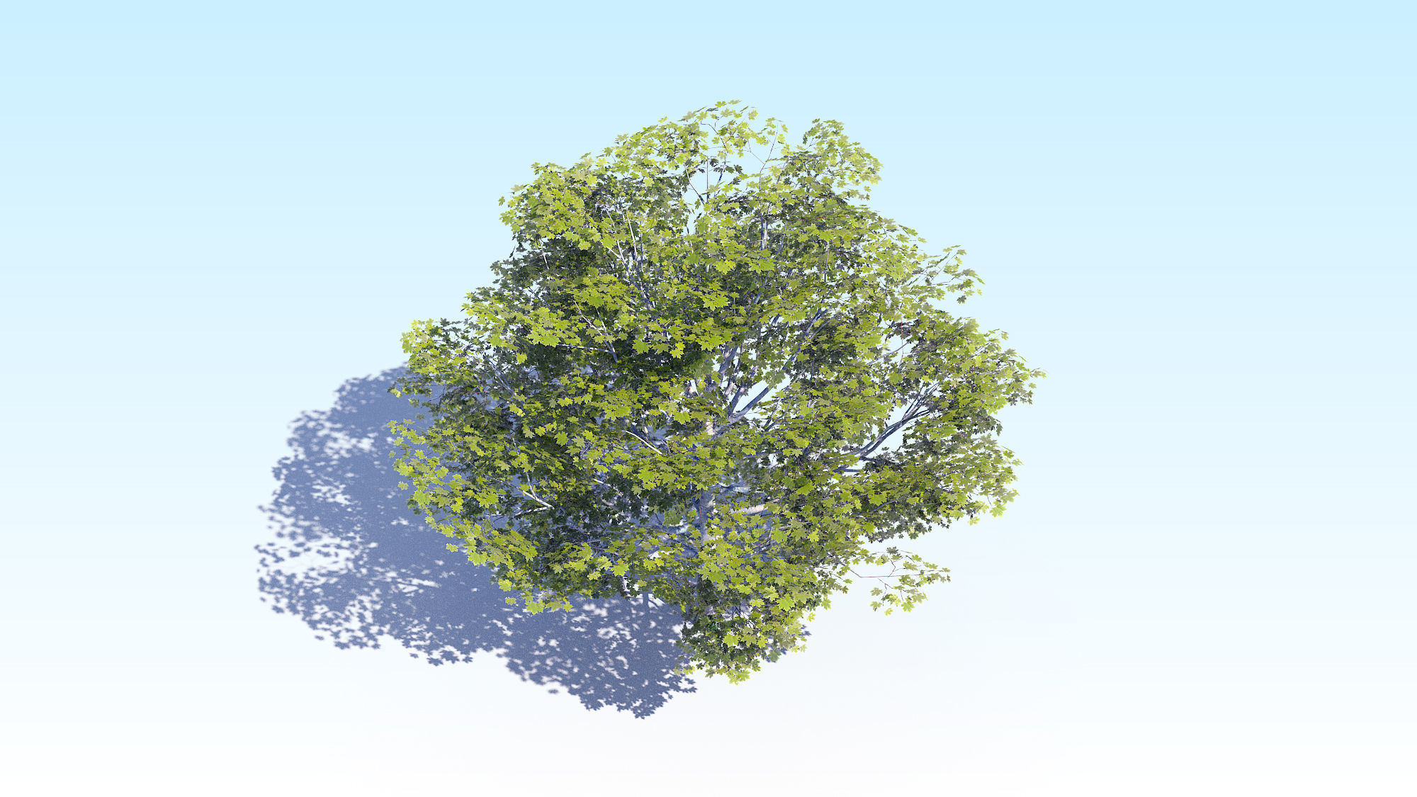 Maple Acer Tree 06 ArchViz 3D model_7