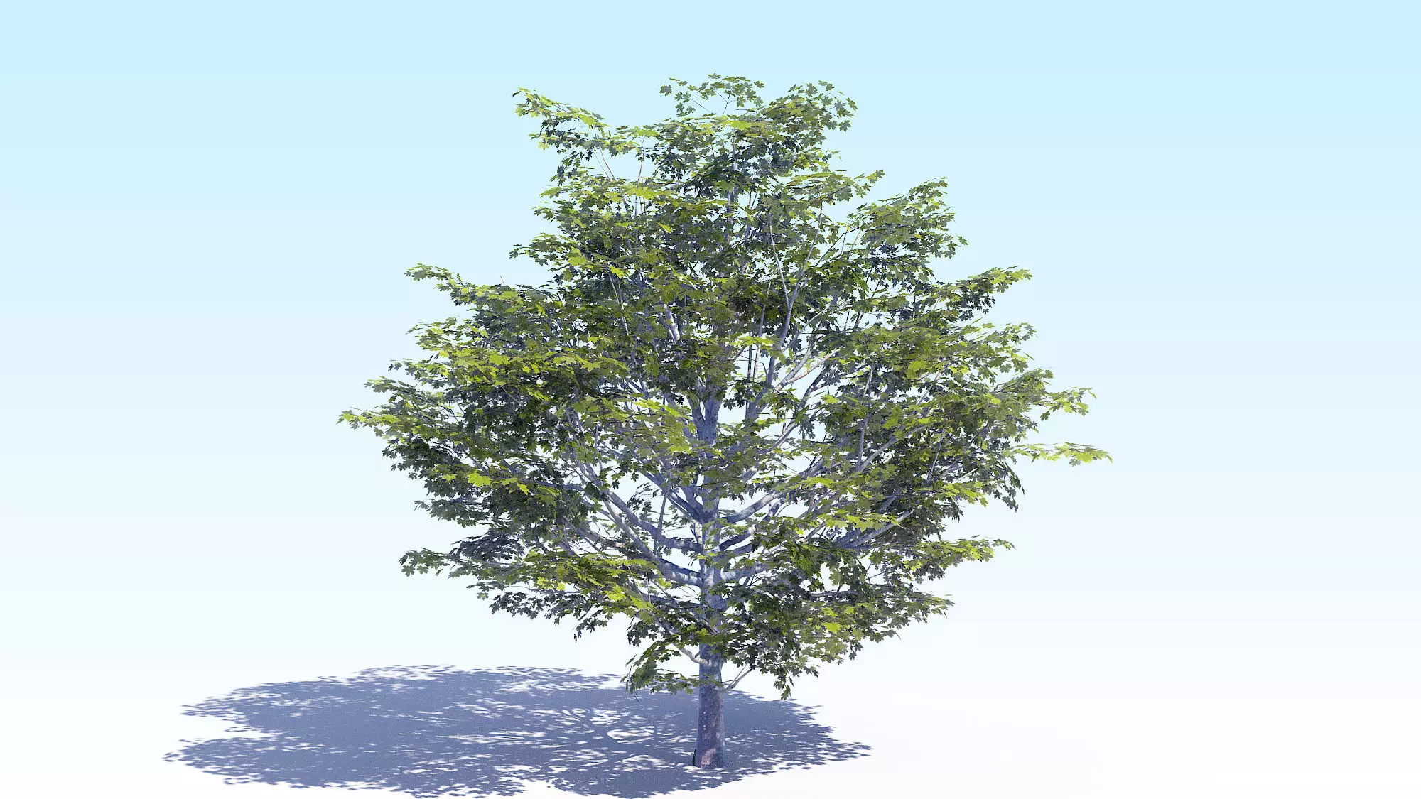 Maple Acer Tree 06 ArchViz 3D model_0