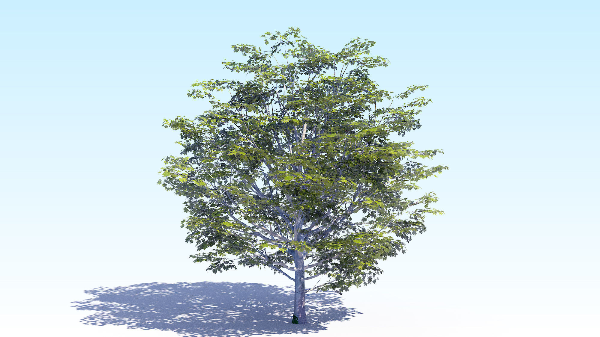 Maple Acer Tree 06 ArchViz 3D model_3