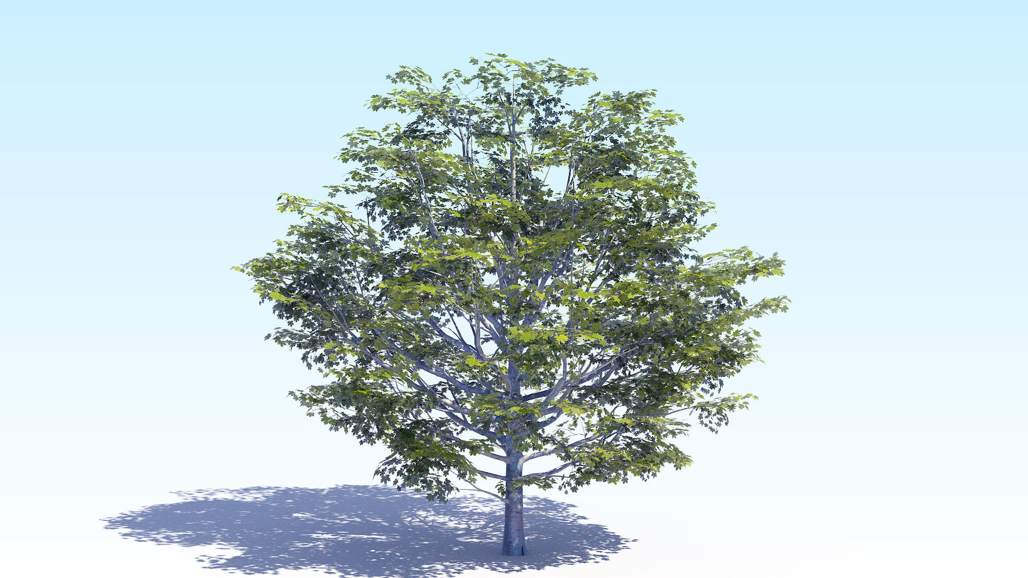 Maple Acer Tree 06 ArchViz 3D model_4